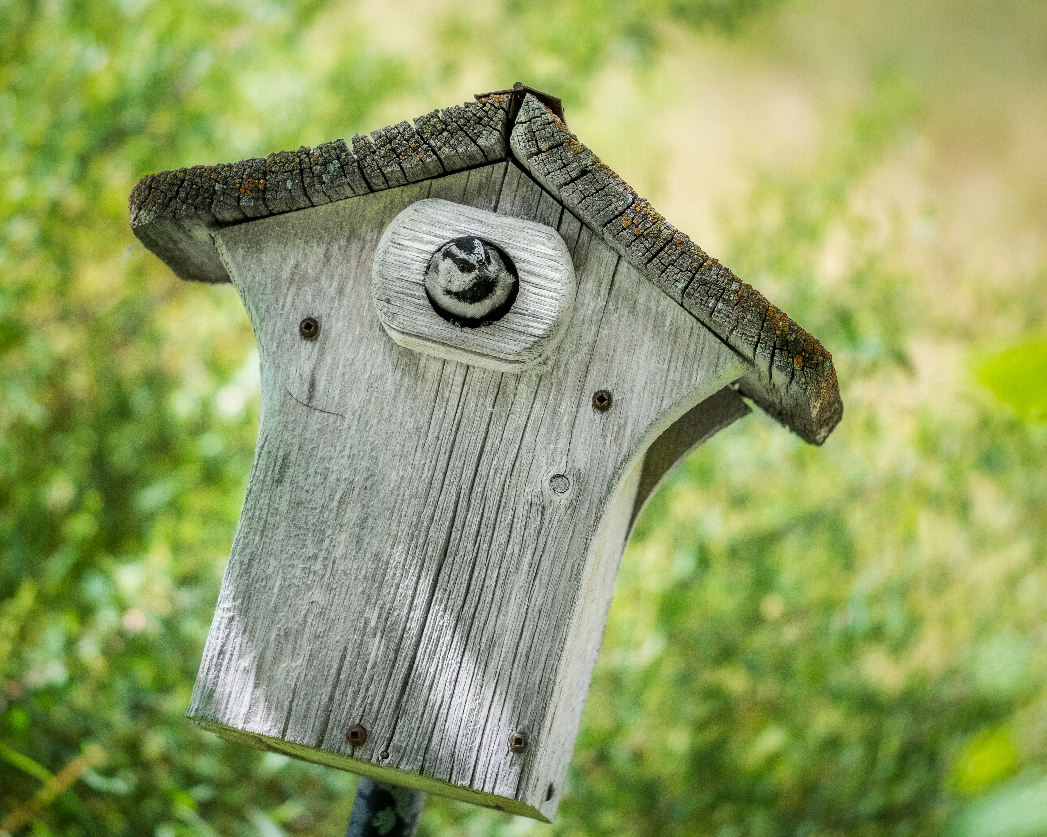 article-abri-oiseaux