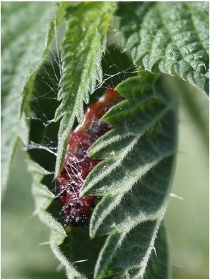 chenille-abri